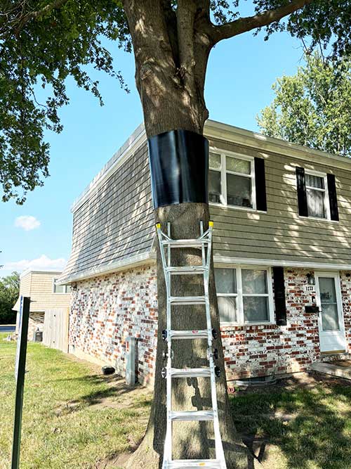 Wrap Around Squirrel Baffle for Trees