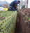 Tennis Court Root Barrier